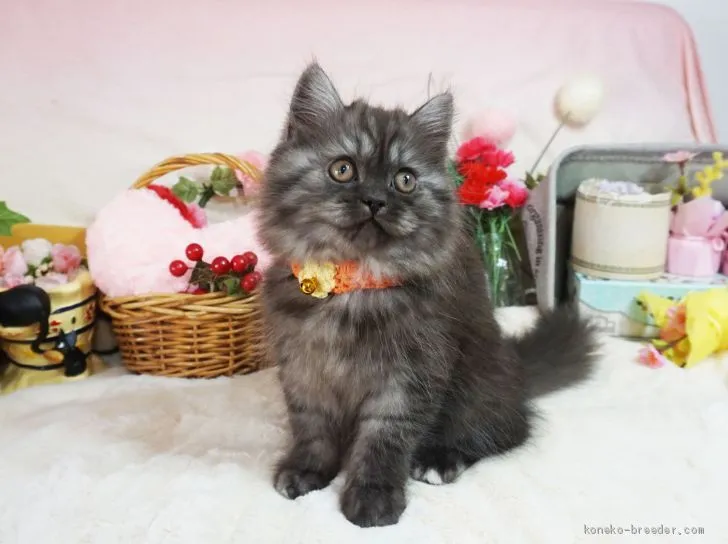 ID：2004-00166の子猫