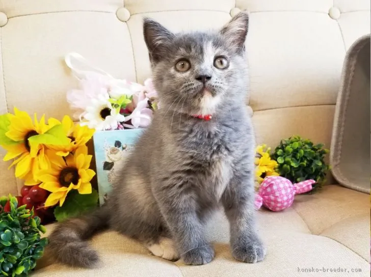 ID:1807-01196の子猫