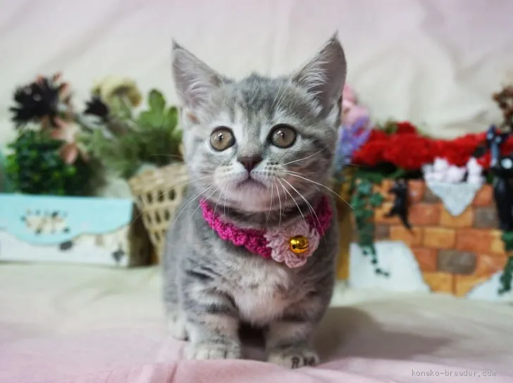 ID:1906-02133の子猫