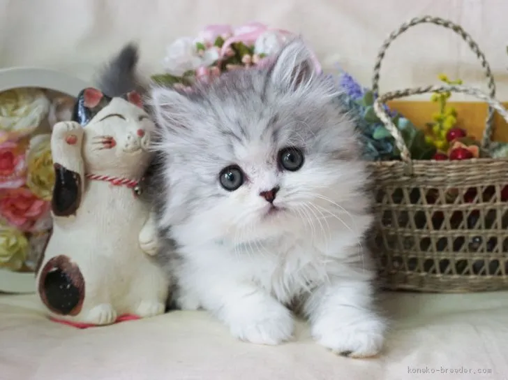 ID：1905-00667の子猫