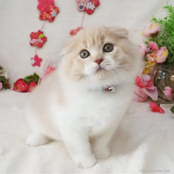 ID：2402-00519の子猫