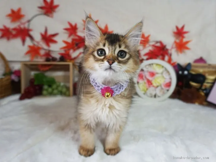 ID:2012-00236の子猫