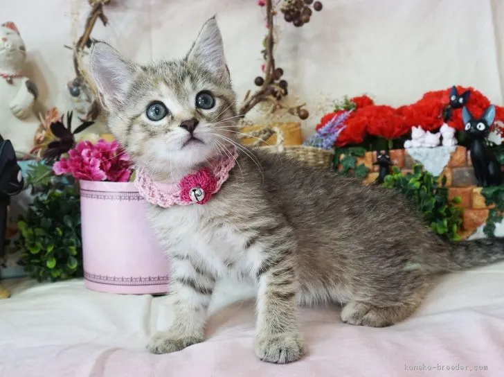 みーきち 様のお迎えした子猫