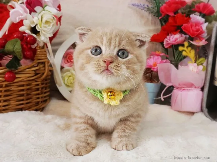 ID：2004-00428の子猫