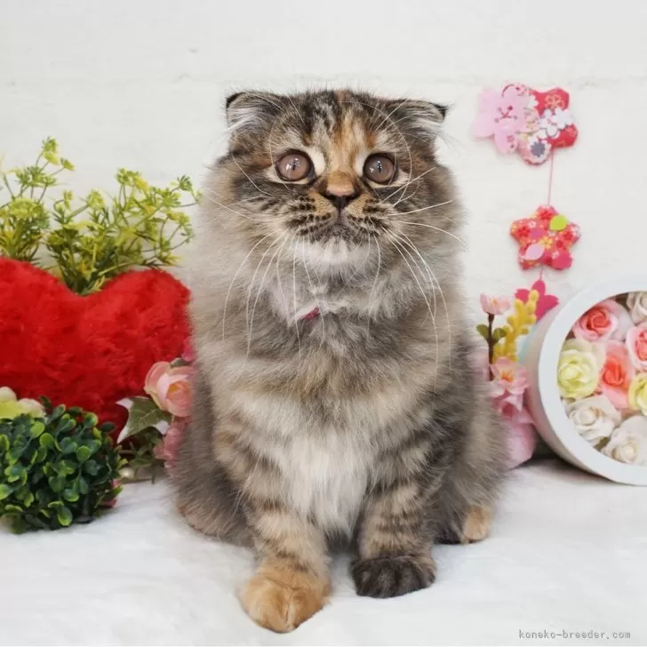 ID：2401-01341の子猫