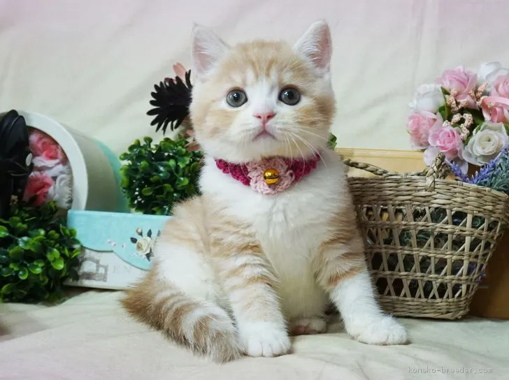 ID:1906-02131の子猫