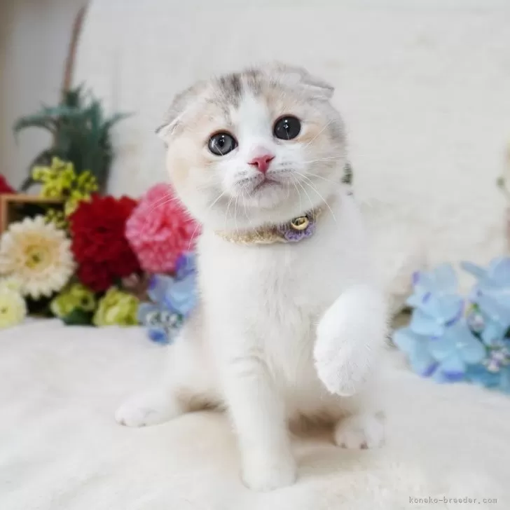 ID:2407-00863の子猫