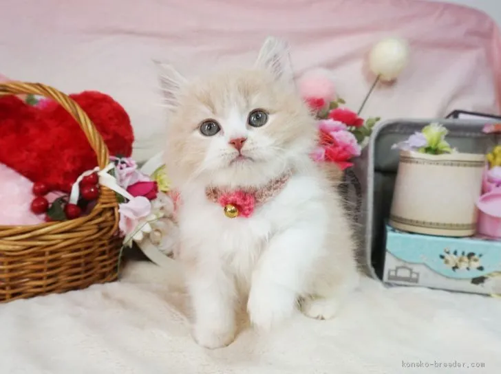 ID:2004-01233の子猫