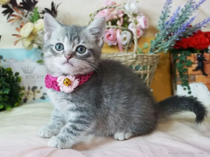 ID:1905-02071の子猫