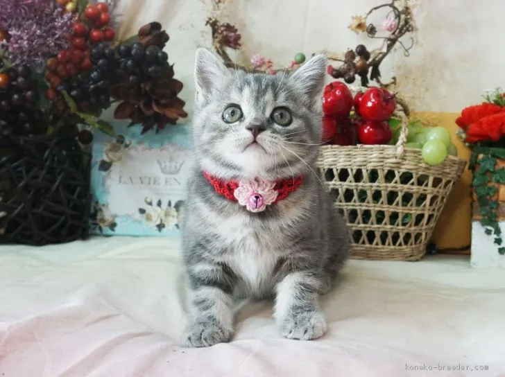 すず 様のお迎えした子猫