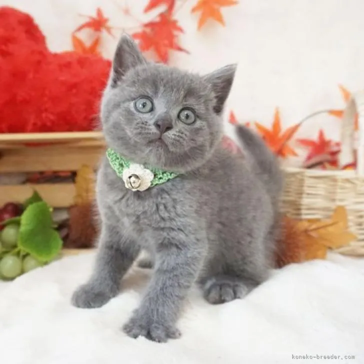 ID:2210-01564の子猫