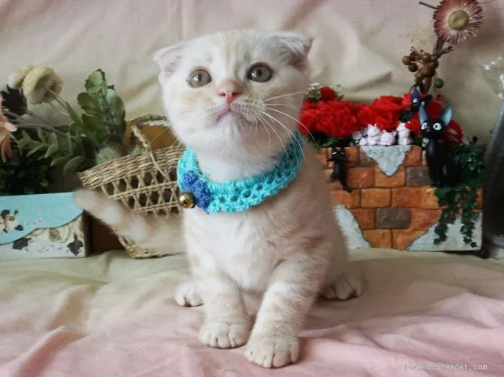 ID:1906-02204の子猫