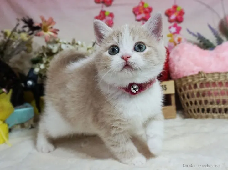 RK 様のお迎えした子猫