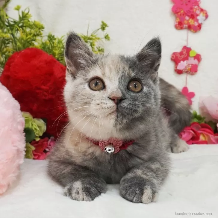 ID：2402-01111の子猫