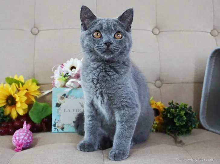 ID：1807-00042の子猫