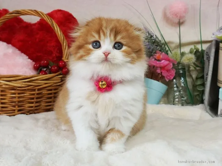ID:2004-00168の子猫