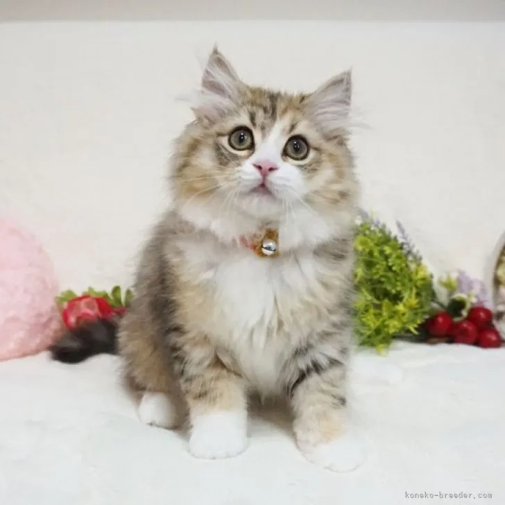 ID:2304-01830の子猫