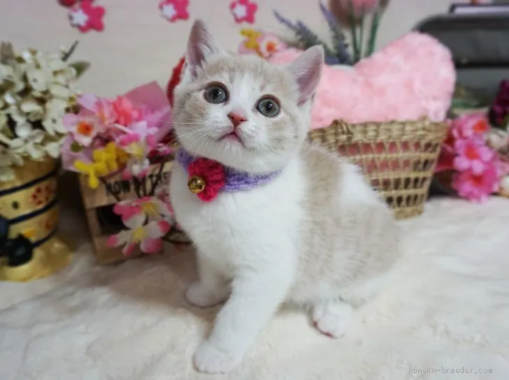 アリッサ 様のお迎えした子猫