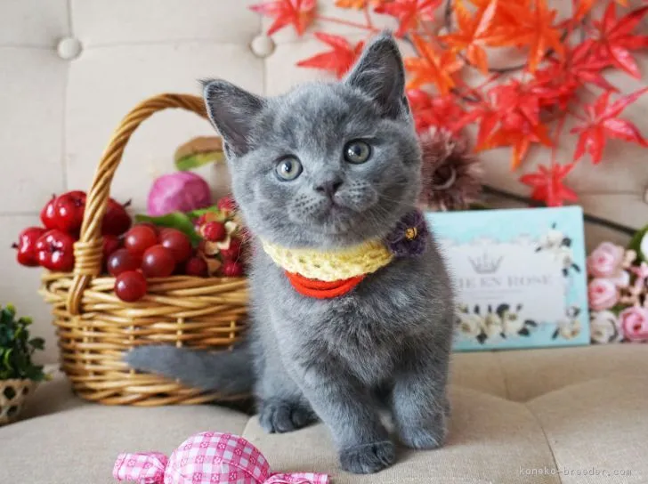 ID：1810-01744の子猫