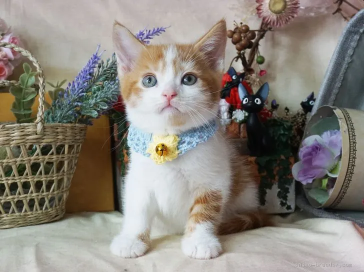 こうげん 様のお迎えした子猫