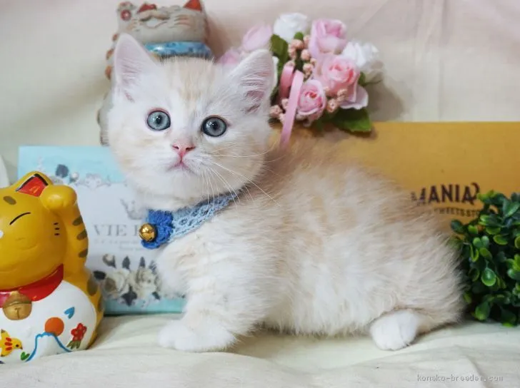 x01koichi 様のお迎えした子猫