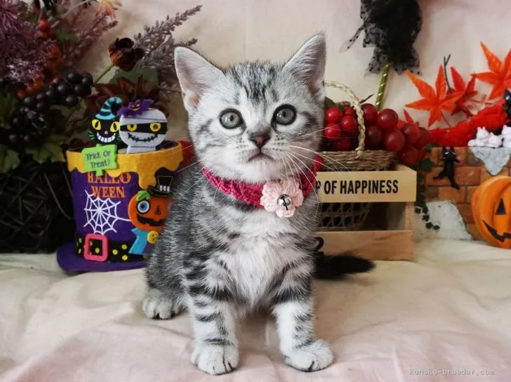 ID:1910-01734の子猫