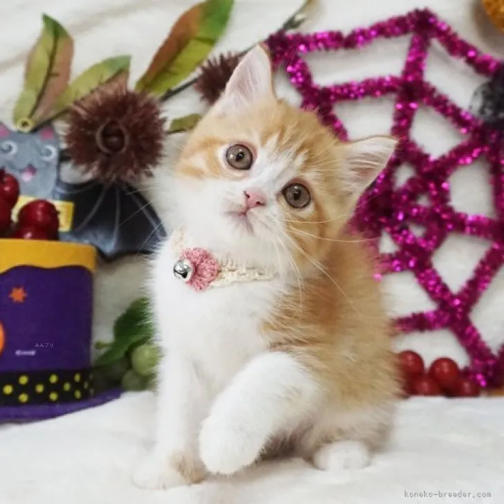 ID:2310-00504の子猫