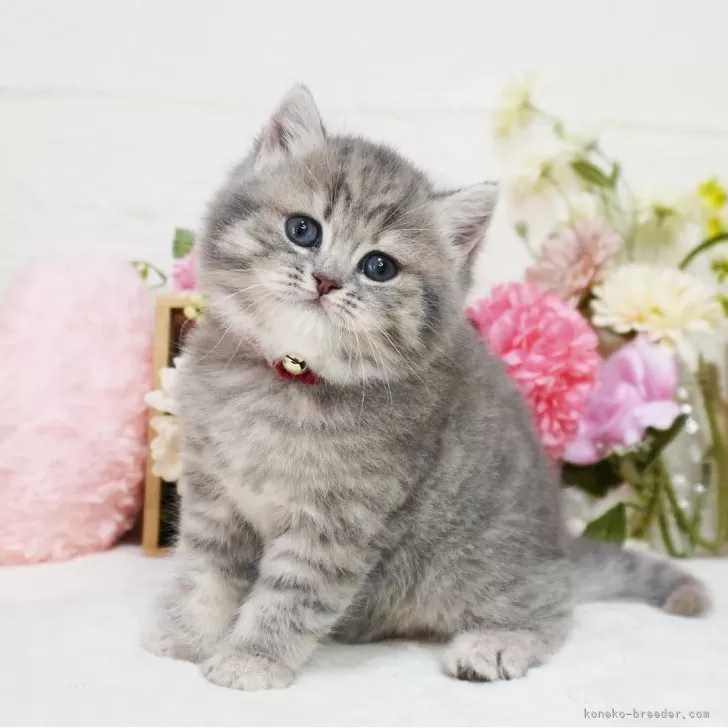 ID：2405-02852の子猫