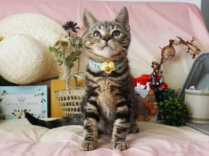 えり 様のお迎えした子猫