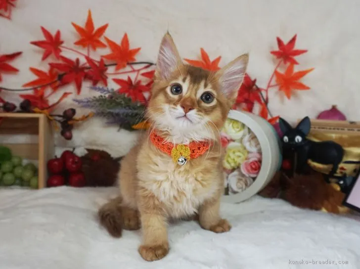 ID：2012-00232の子猫