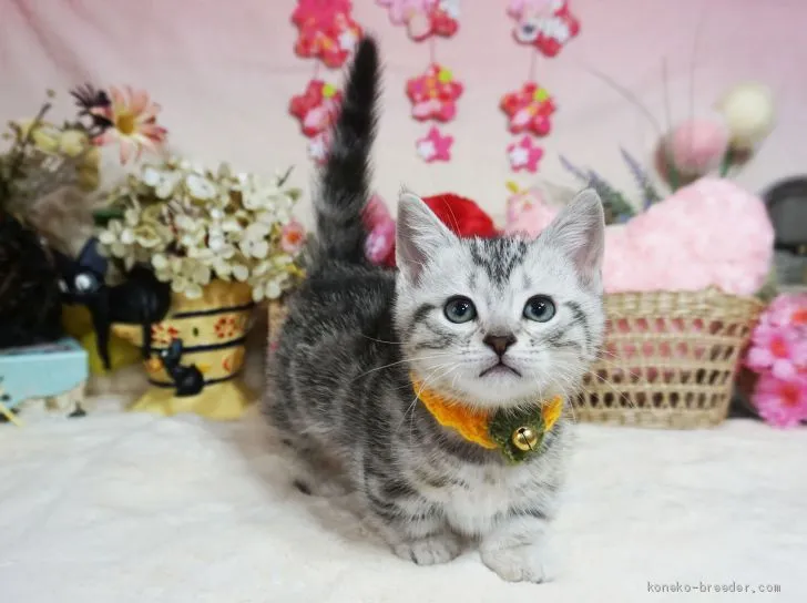 ID:2001-01381の子猫