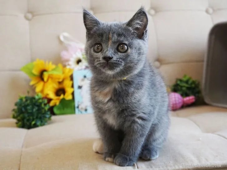 ID:1807-01197の子猫