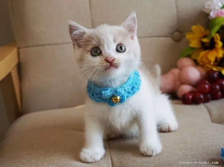 ID：1808-00562の子猫