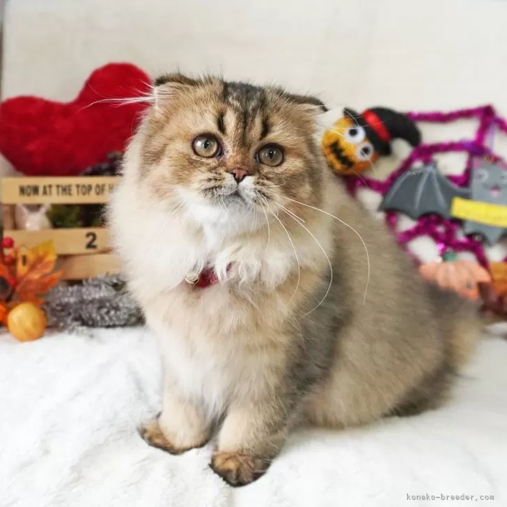 ID:2405-02848の子猫
