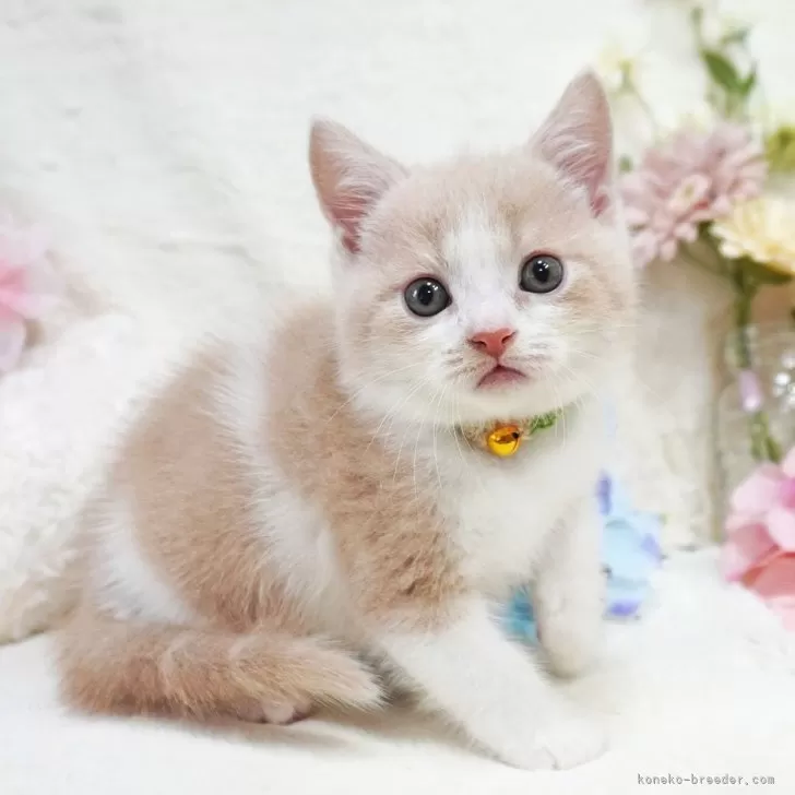 ID:2407-00520の子猫