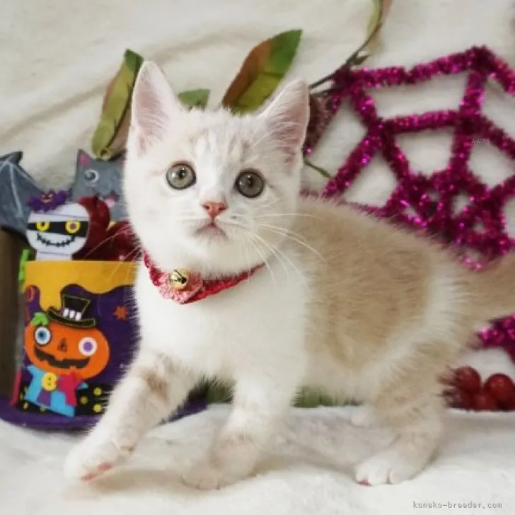 ID:2310-00410の子猫