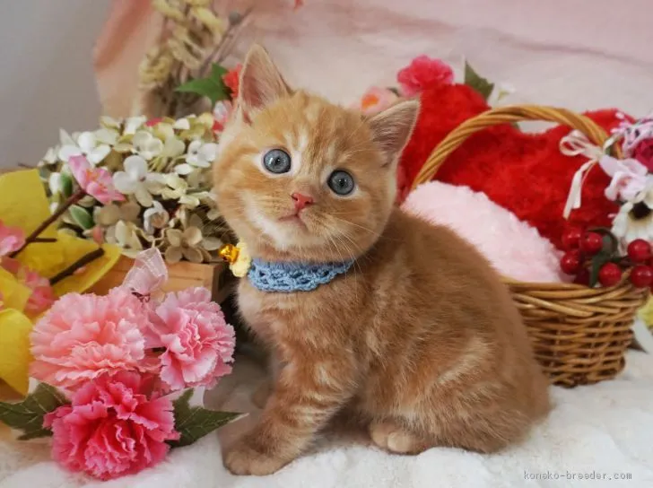 ID:2004-00431の子猫