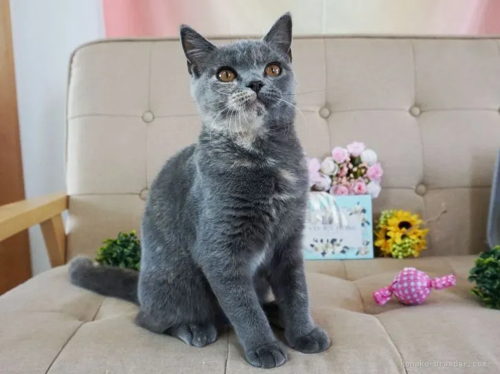 ID：1807-00032の子猫