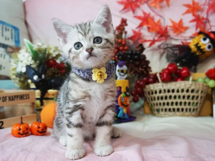 ID：1909-01086の子猫