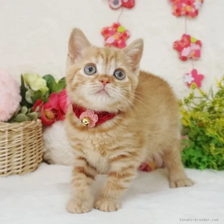 ID：2303-01951の子猫