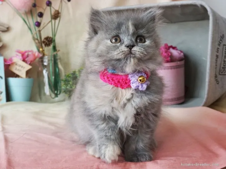 ID:1904-00390の子猫