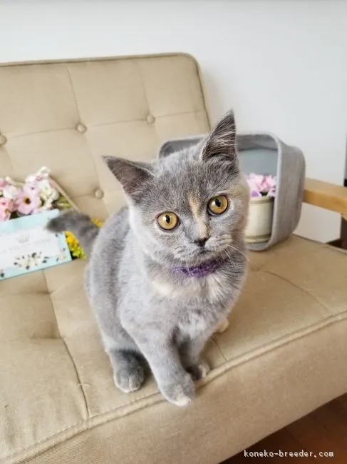 ID:1809-00488の子猫