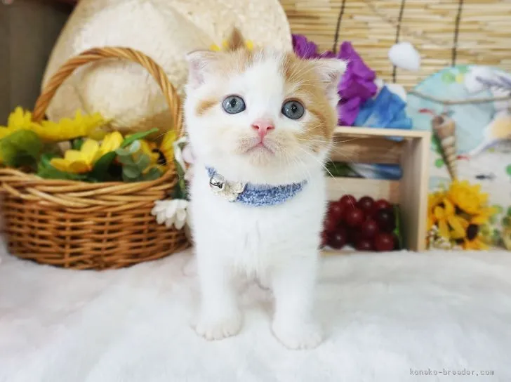 ID：2007-00220の子猫