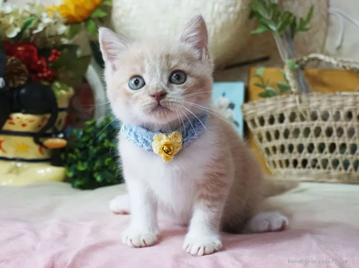 ID:1907-01309の子猫