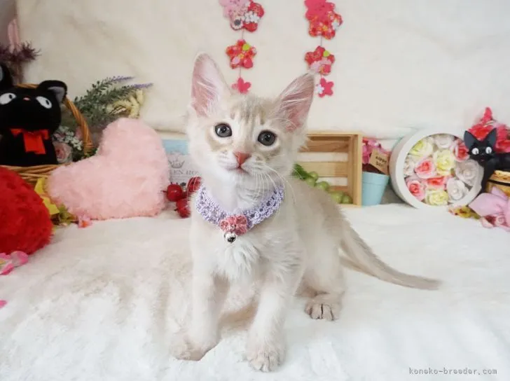 ID：2104-00726の子猫