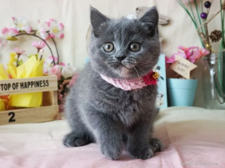 ID：1904-00389の子猫