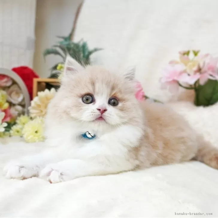 ID：2406-02648の子猫