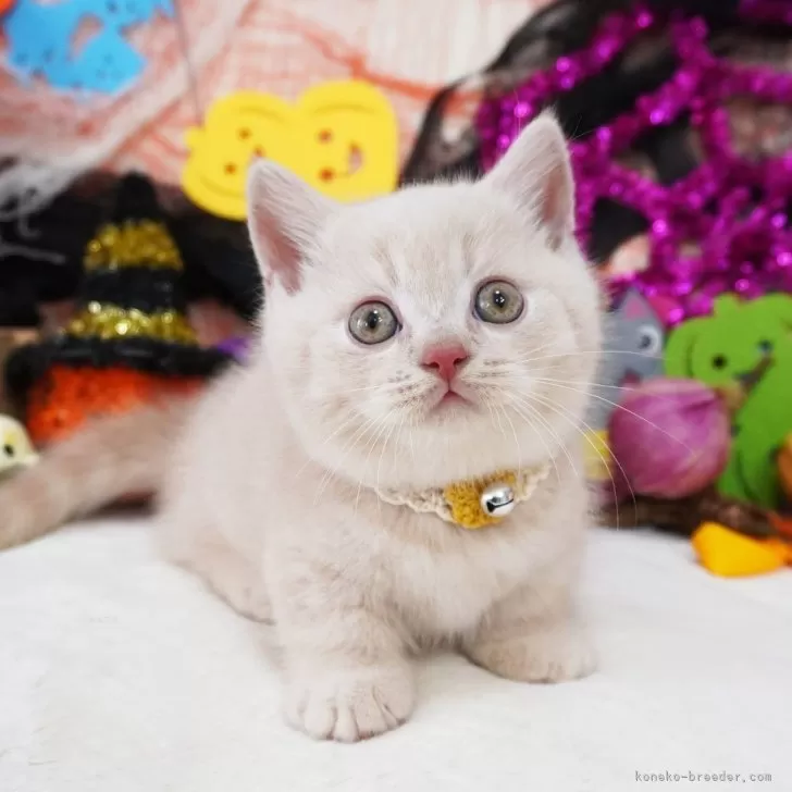 ID：2410-02365の子猫