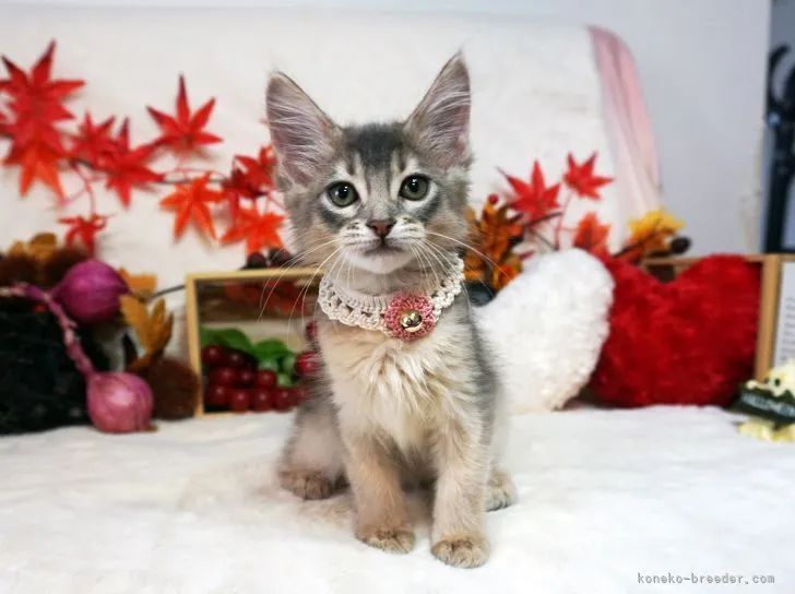 ID:2108-02379の子猫