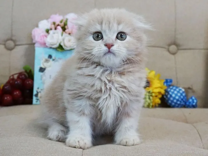 イクマリ 様のお迎えした子猫